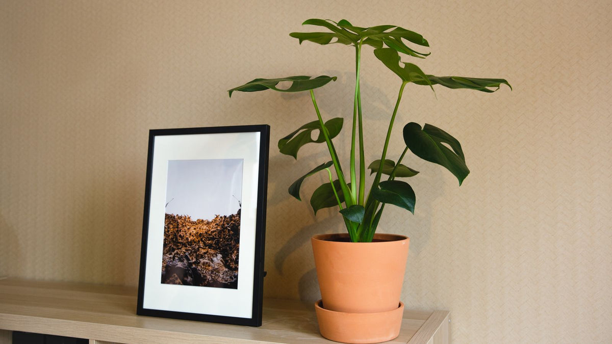 Mur peint en teinte terracotta avec plante verte et cadre photo